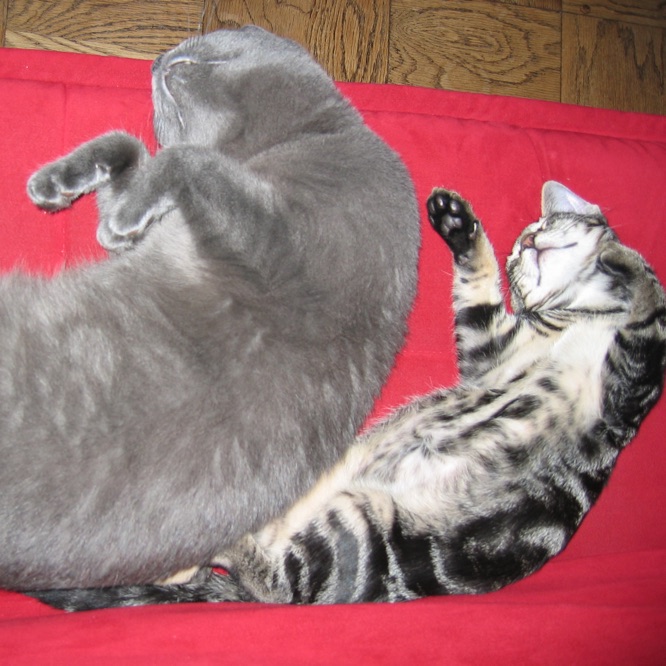 King and Esteban are stretched out in the same way right next
             to each other, caught in the middle of a sleeping pirouettes,
             with their chests turned upwards and their behinds turned aside.