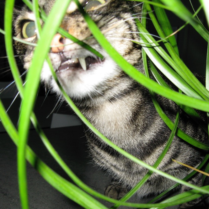 Esteban stands between long narrow green leaves,
             showing us his corner tooth