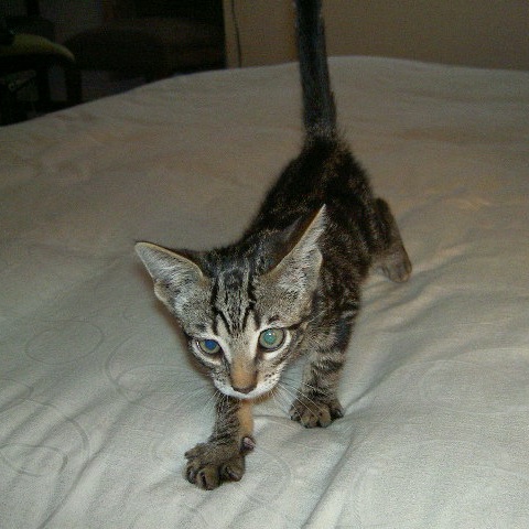 Esteban as a wee kitten walking across a bed