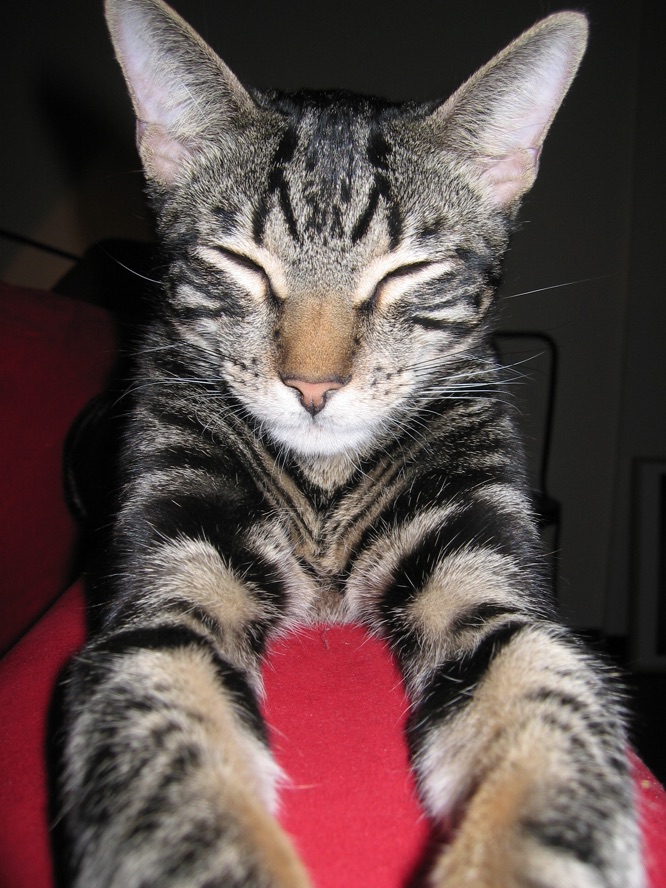 Esteban with both paws stretched out straight in front of him,
             eyes closed, on a bright red surface