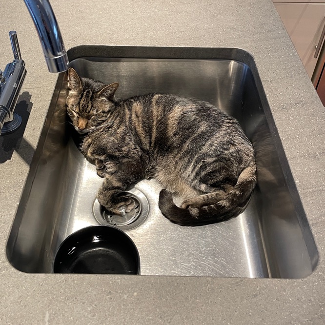 Esteban is napping in the kitchen sink, next to a bowl with water