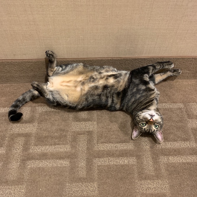 Esteban is lying on his back in the hallway outside my
apartment; his fur and the carpet have the exact same colors