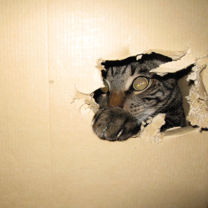 Esteban is peaking out of a box through a hole ripped into its side,
             with one paw resting on the hole