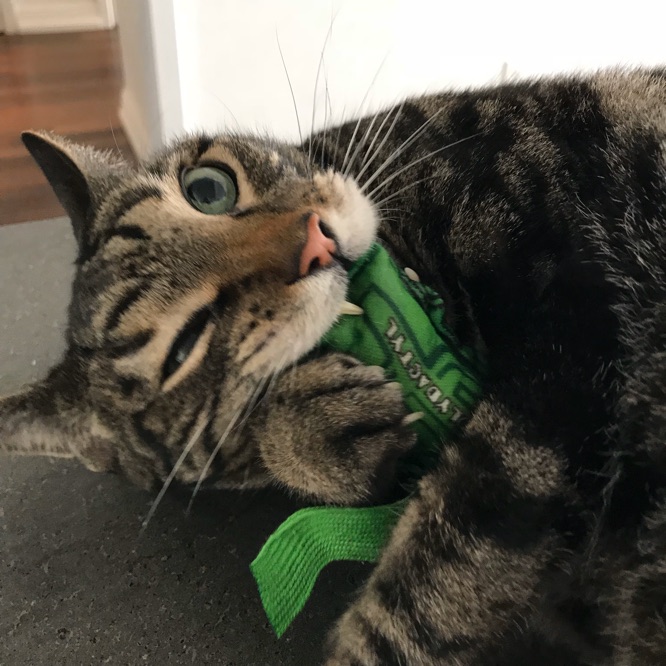 Esteban is going nuts with a catnip toy between paws and teeth