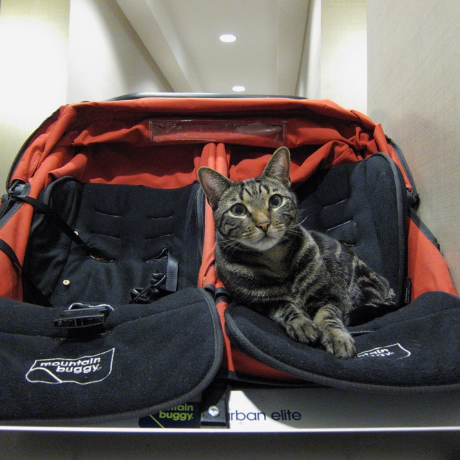 Esteban lies on one side of a black and red pram for twins