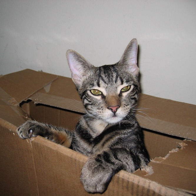 Esteban head is visible through a hole ripped into a cardboard box,
             with him coyly resting one paw on the cardboard