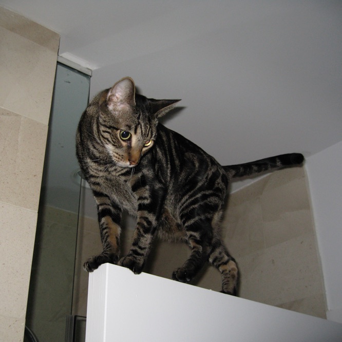 Esteban is balancing on the top of a door, looking down