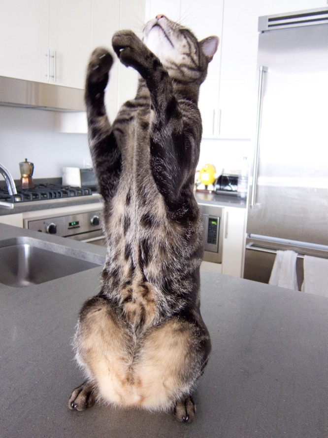 Esteban stands up straight and shows off his belly,
             with a pattern of dark spots on his chest transitioning to
             uniformely beige fur closer to his tail